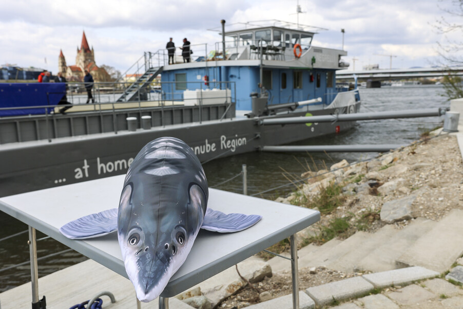 Bild 17 | Europas erste schwimmende Aufzuchtstation für Störe eröffnet auf der Donau in Wien