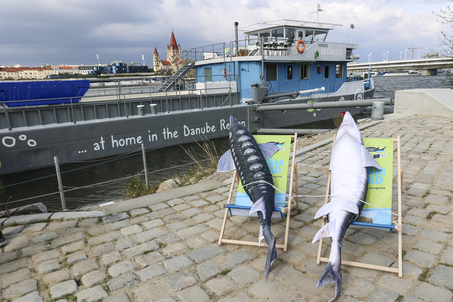Bild 18 | Europas erste schwimmende Aufzuchtstation für Störe eröffnet auf der Donau in Wien