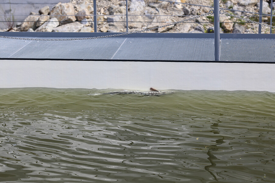 Bild 28 | Europas erste schwimmende Aufzuchtstation für Störe eröffnet auf der Donau in Wien