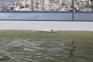 Bild 28 | Europas erste schwimmende Aufzuchtstation für Störe eröffnet auf der Donau in Wien