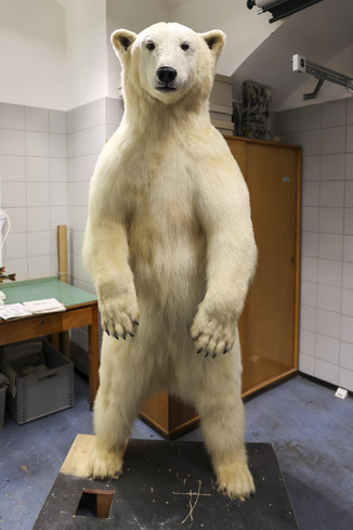 Bild 4 / 61